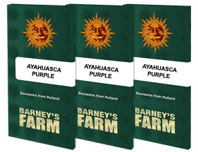 Barneys Farm - Ayahuasca Purple FEMINISIERT