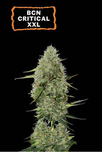 Seedstockers BCN CRITICAL XXL© AUTOFLOWER