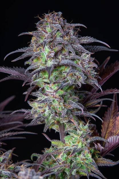 Blueberry - AUTOFLOWER feminisierte Samen – Pief-Leaf®