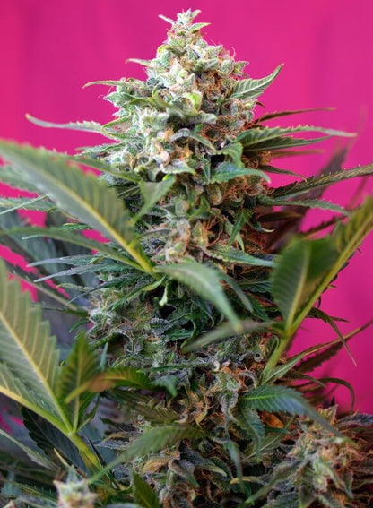 Big Devil XL Auto von Sweet Seeds