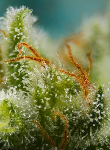 Big Devil XL Auto Blütenstruktur