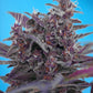 Black Cream Auto® von Sweet Seeds® – Selbstblühende Cannabissorte mit violetten Blüten und süßem, fruchtigem Aroma. Ideal für Indoor- und Outdoor-Anbau.