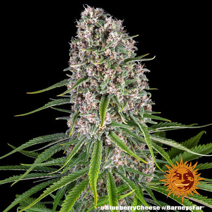 Barneys Farm Blue Cheese feminisierte Samen Nahaufnahme