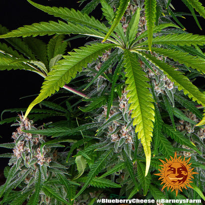 Blue Cheese feminisierte Pflanze mit dichten Buds