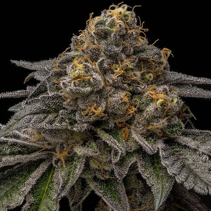 Break Pad Breath feminisierte Samen von Ripper Seeds