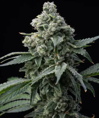 Barneys Farm Bruce Banner feminisierte Cannabissamen