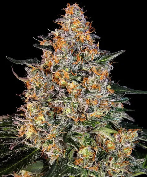 Barneys Farm - Bubba Kush FEMINISIERT