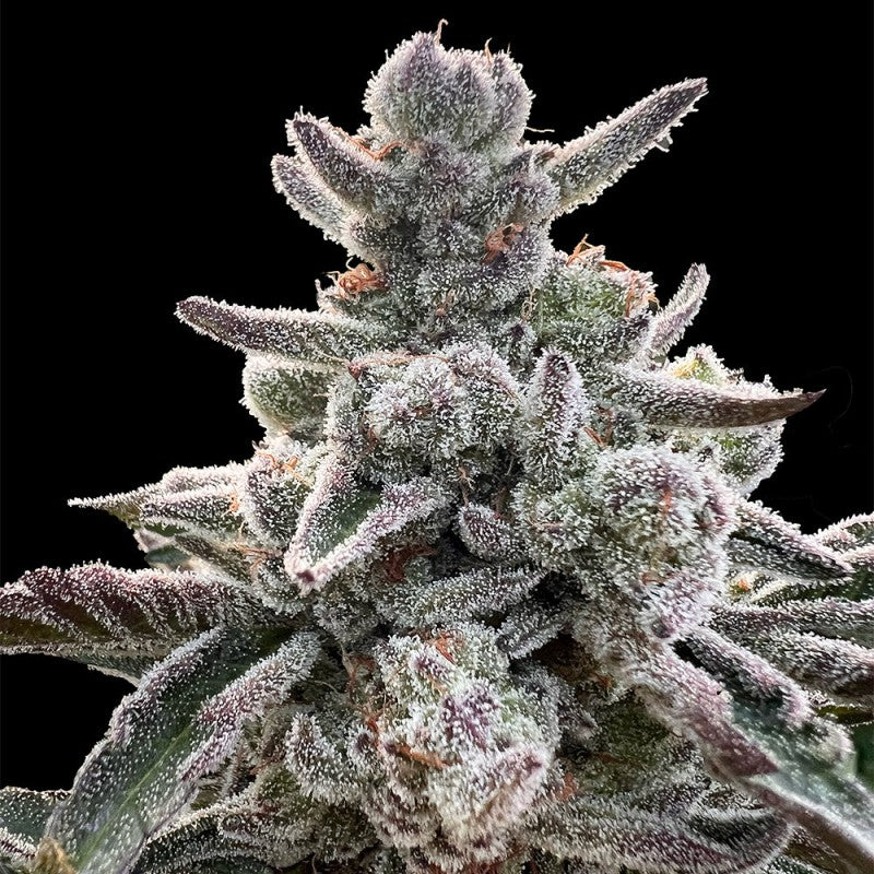 Polar Gelato Samen von Silent Seeds – 50 % Indica, 50 % Sativa, feminisierte Cannabissorte mit süß-cremigem Aroma, hoher Potenz und starken Erträgen.