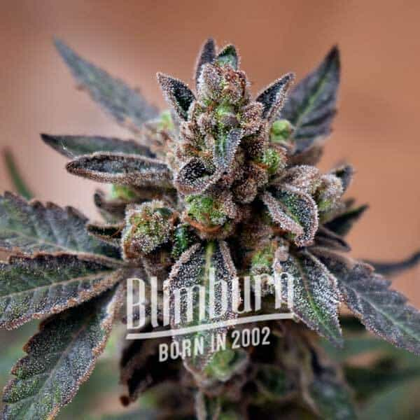 Blimburn Seeds - Mochi Gelato FEMINISIERT