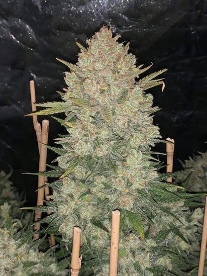 OG KUSH AUTOFLOWER – Kush-Aroma – Pief-Leaf®