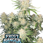 Frostbanger Auto – Autoflower mit bis zu 29,5 % THC – harzreiche Buds – süß-cremiges Aroma – Fast Buds