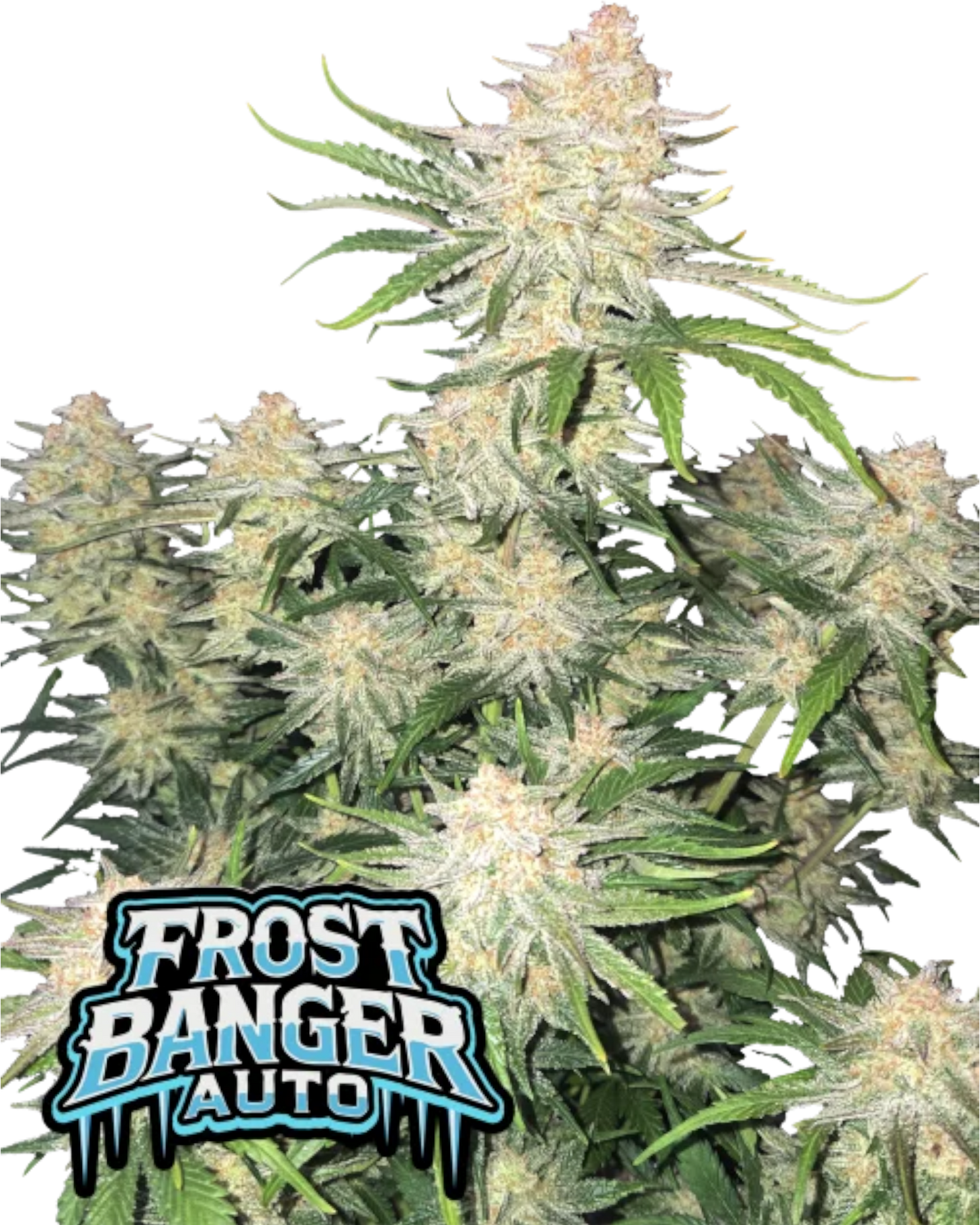 Frostbanger Auto – Autoflower mit bis zu 29,5 % THC – harzreiche Buds – süß-cremiges Aroma – Fast Buds