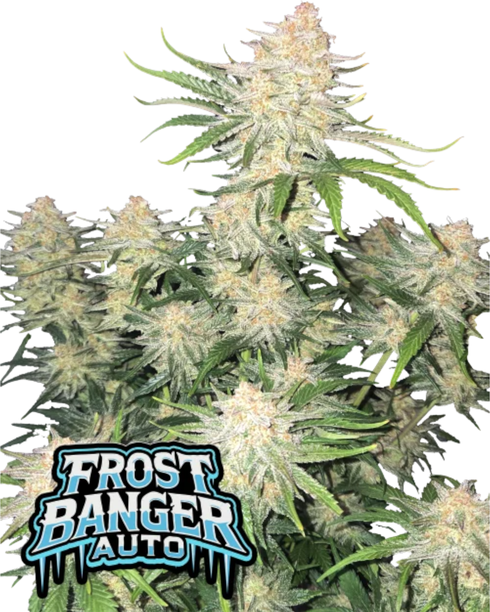 Frostbanger Auto – Autoflower mit bis zu 29,5 % THC – harzreiche Buds – süß-cremiges Aroma – Fast Buds