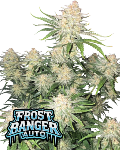 FROSTBANGER AUTOFLOWER Cannabis Samen harzige Buds 29,5 Prozent THC