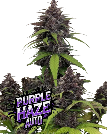 PURPLE HAZE AUTOFLOWER Cannabis Samen violette Blüten 28 Prozent THC