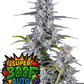 Super Boof Auto – Autoflower mit 28 % THC – tropisch-süßes Aroma – farbenfrohe Buds – Fast Buds