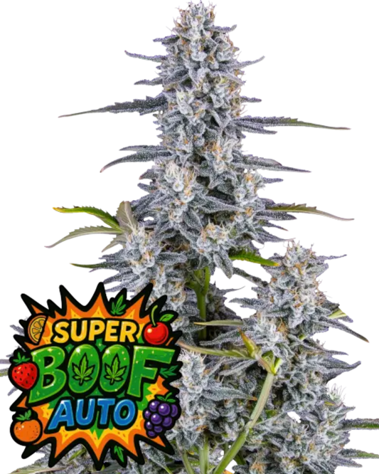 SUPER BOOF AUTOFLOWER Cannabis Samen tropisch süßes Aroma 28 Prozent THC