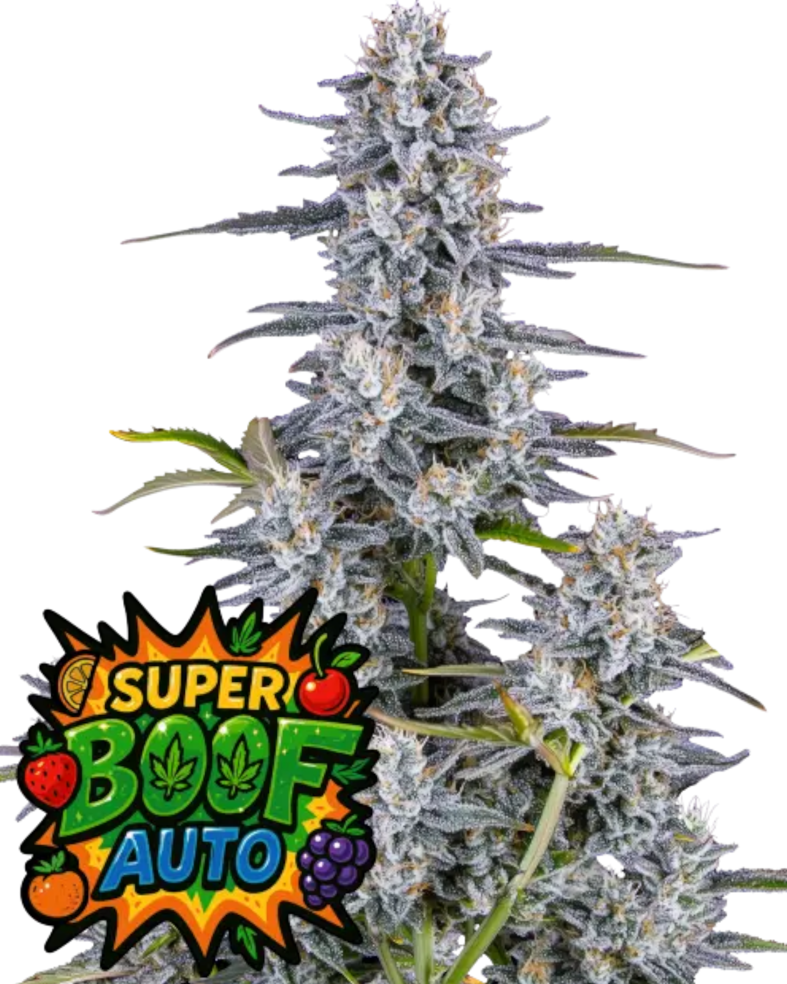 Super Boof Auto – Autoflower mit 28 % THC – tropisch-süßes Aroma – farbenfrohe Buds – Fast Buds