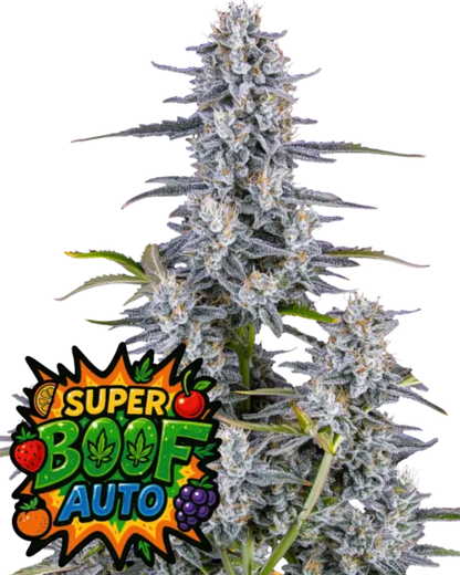 SUPER BOOF AUTOFLOWER Cannabis Samen tropisch süßes Aroma 28 Prozent THC