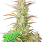 Z-Up Auto – Autoflower mit 28 % THC – intensives Zitronenaroma – kompakte Pflanze – Fast Buds