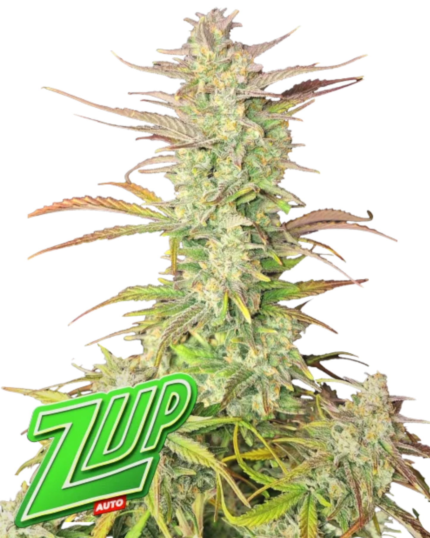 Z-Up Auto – Autoflower mit 28 % THC – intensives Zitronenaroma – kompakte Pflanze – Fast Buds