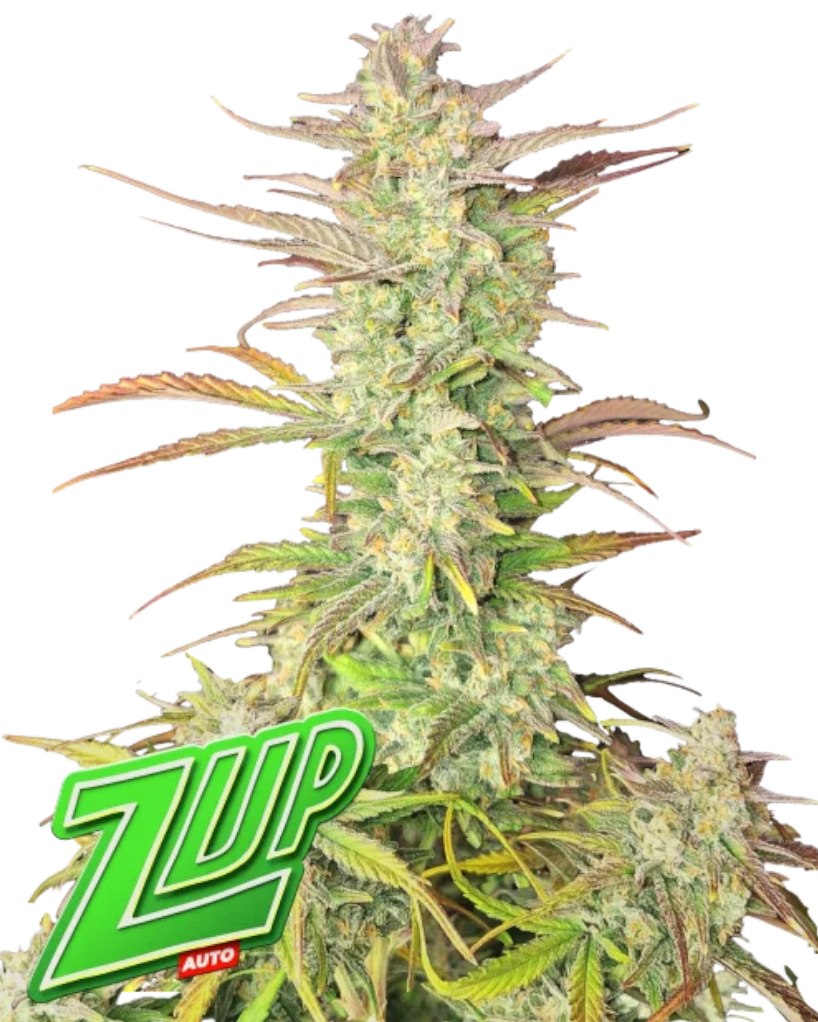 Z-Up Auto – Autoflower mit 28 % THC – intensives Zitronenaroma – kompakte Pflanze – Fast Buds