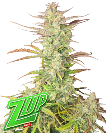 Z-UP AUTOFLOWER Cannabis Samen tropisches Zitrusaroma 28 Prozent THC