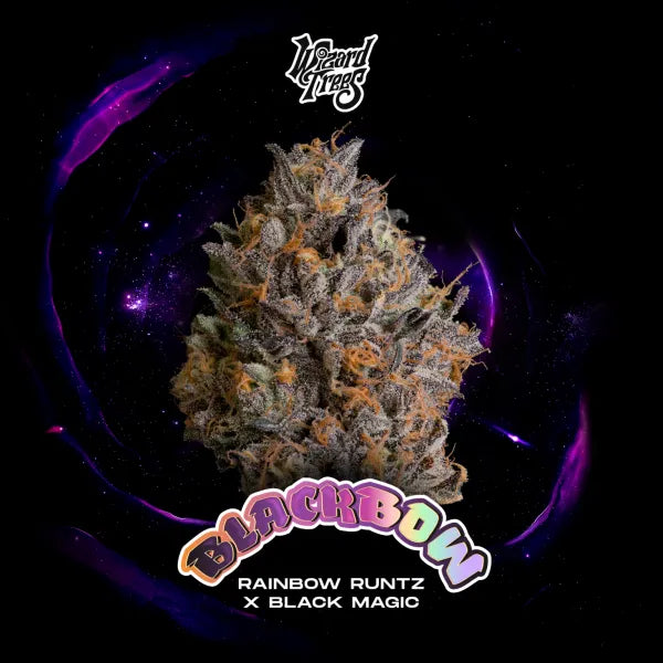 BLACK BOW feminisierte Samen Wizard Trees