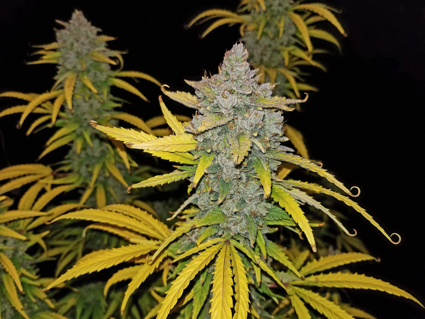 FastBuds - Blue Dream AUTOFLOWER