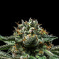 Ripper Seeds - Chempie FEMINISIERT