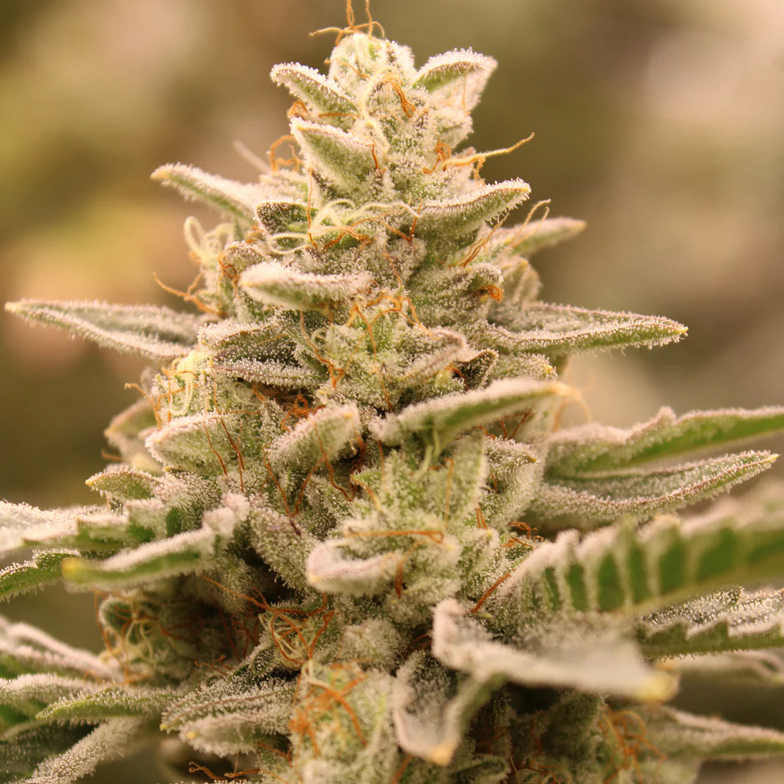 Terphogz - CROWN JEWELZ Cannabis Pflanzen kräftiger Wuchs