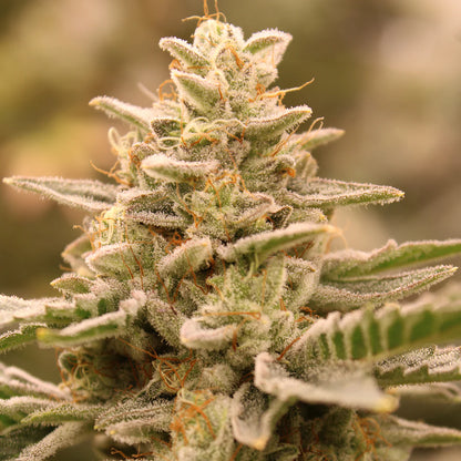 Terphogz - CROWN JEWELZ Cannabis Pflanzen kräftiger Wuchs