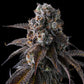 Compound Genetics – DULCE DREAMS - FEMINISIERT