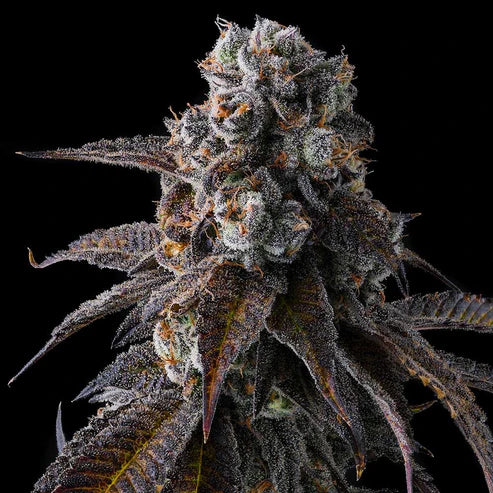 Dulce Dreams feminisierte Samen – Compound Genetics, Genetik Dulce De Fresa x Grape Gas, Blütezeit ca. 8-9 Wochen