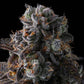 Compound Genetics – DULCE DREAMS - FEMINISIERT