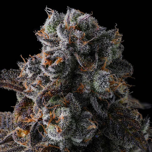 Compound Genetics – DULCE DREAMS - FEMINISIERT