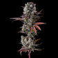 Hawaiian Sunkist feminisierte Samen – Compound Genetics, Genetik Aloha Limone x Grape Gas, 60-70 Tage Blüte, tropisch & harzig