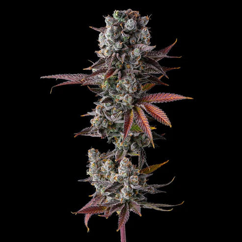 Hawaiian Sunkist feminisierte Samen – Compound Genetics, Genetik Aloha Limone x Grape Gas, 60-70 Tage Blüte, tropisch & harzig
