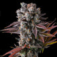 Compound Genetics – HAWAIIAN SKUNKIST - FEMINISIERT