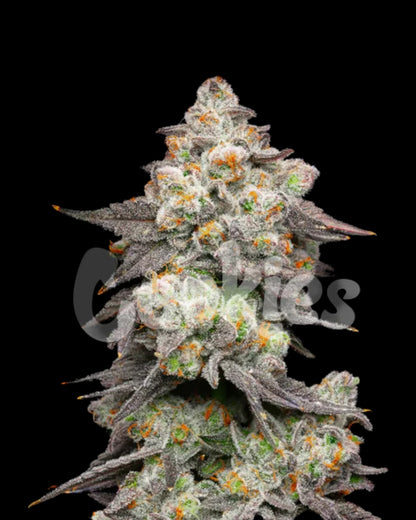 Cookies Acai Grapes feminisierte Cannabissamen bei Pief-Leaf®