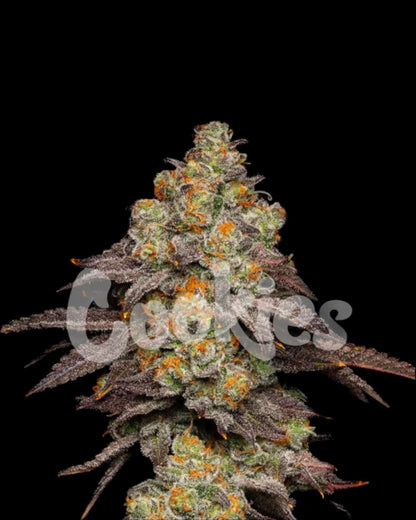 Cookies Big Z feminisiert mit kompakten Blüten