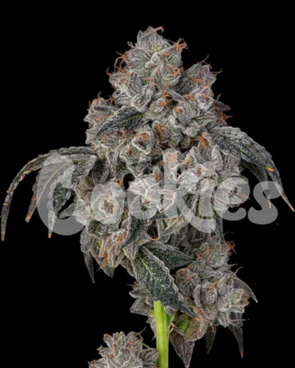 Cookies Blueberry Cherries feminisiert mit dichten Blüten