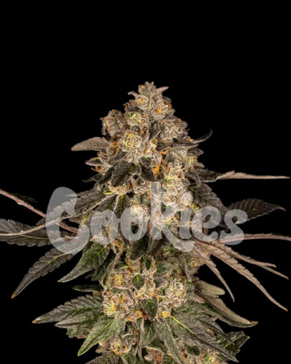 Cookies Cherry Fritter feminisiert mit violetten Buds