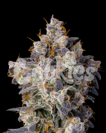 Cookies Cherry Zelato feminisiert mit harzreichen Blüten