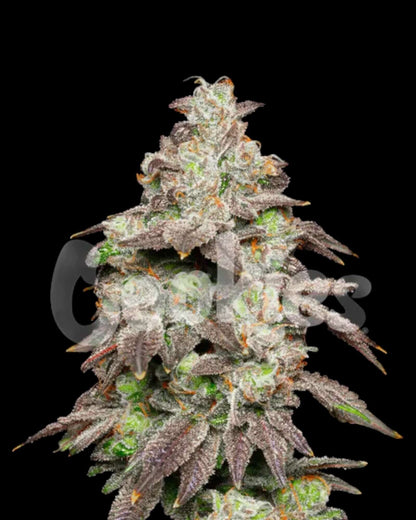 Cookies Fried Banana feminisierte Sorte mit tropischem Aroma