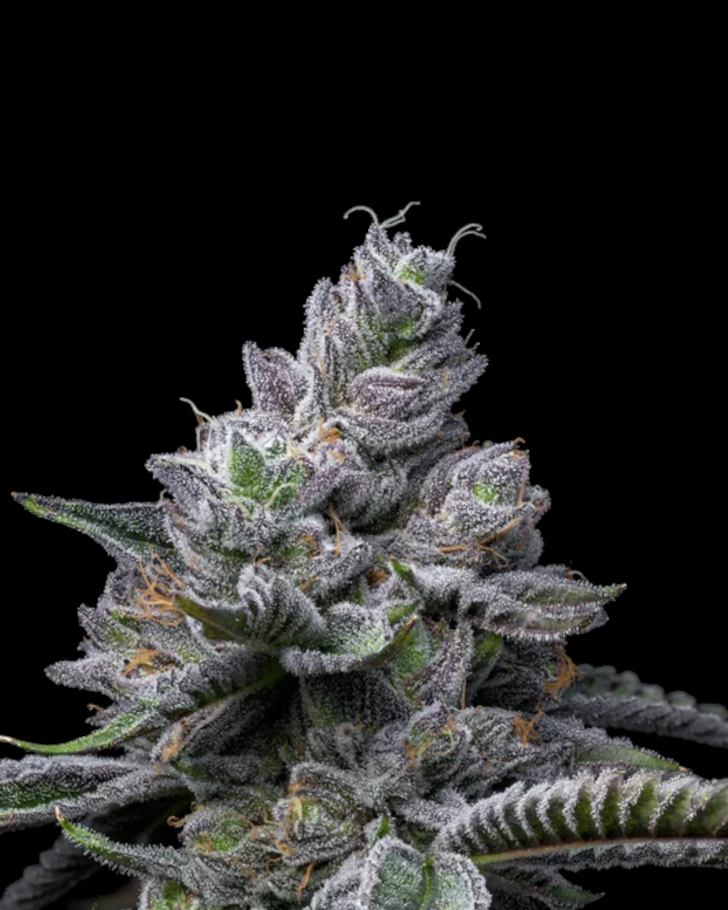 Cookies - RS11 X HOLLYWOOD - FEMINISIERT