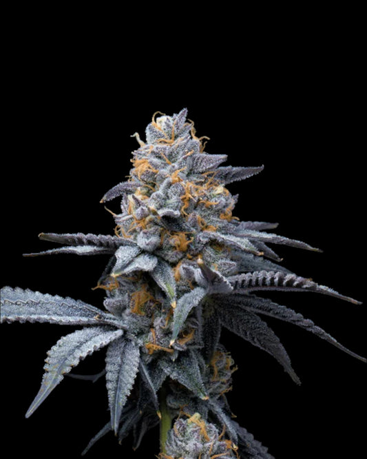 TROP COOKIES X HOLLYWOOD - FEMINISIERT