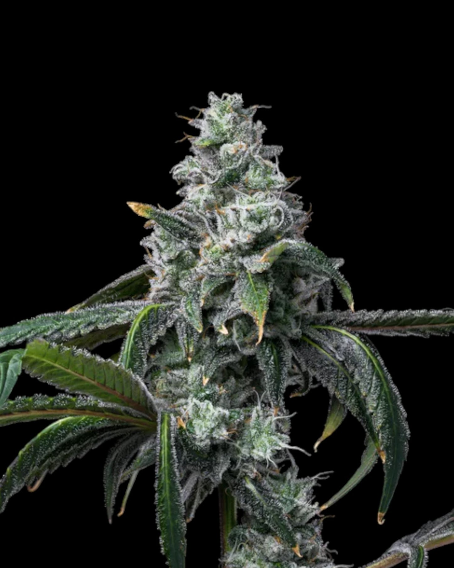 Cookies - UK CHEESE x HOLLYWOOD FEMINISIERT