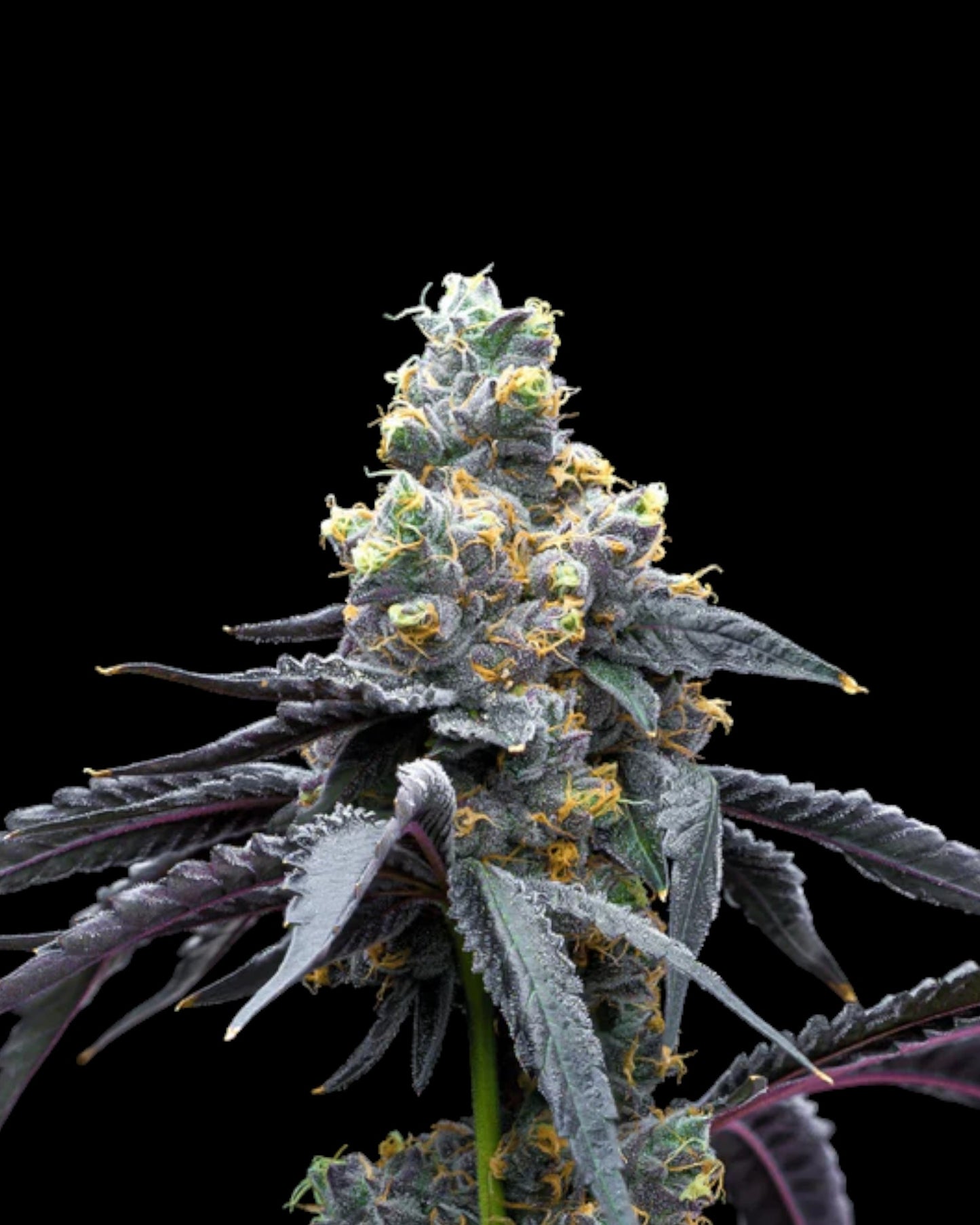 Cookies - WHITE RUNTZ X HOLLYWOOD - FEMINISIERT