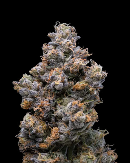 Miami Yayo feminisiert mit kompakten harzigen Blüten